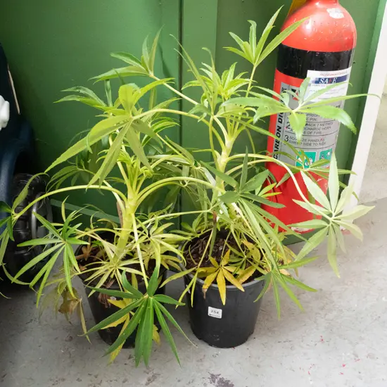 2x potted hellebores