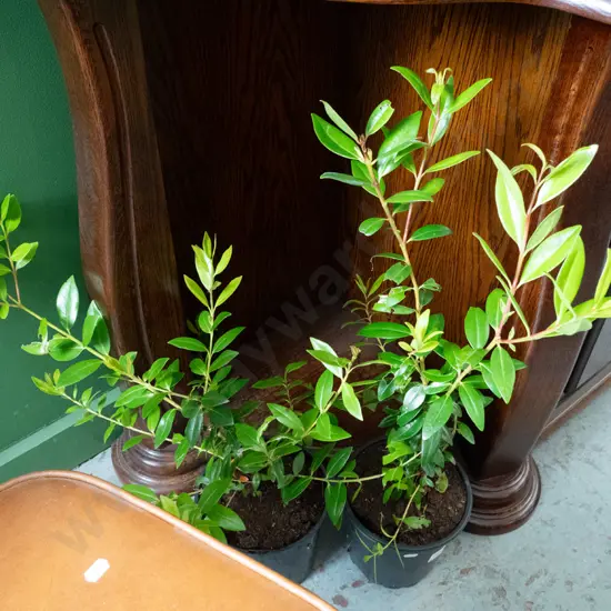 2x potted pohutakawa