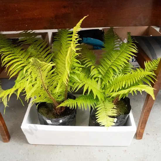 2x tree ferns in black plastic bags