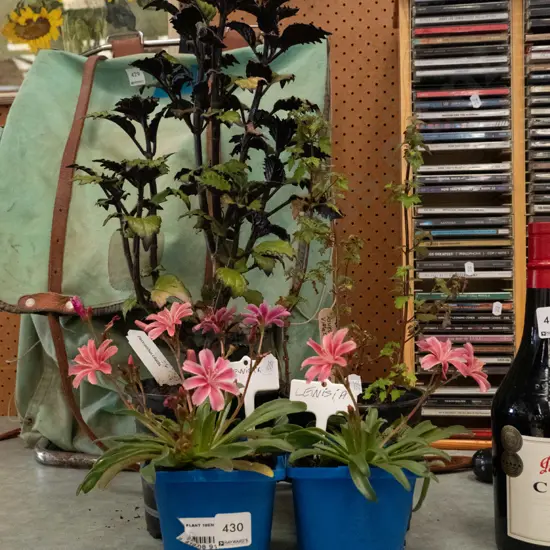 potted plants; 2x lewisia, potted plectranthus ciliatus, potted violet slipper flower