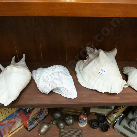 shelf of 4 seashells