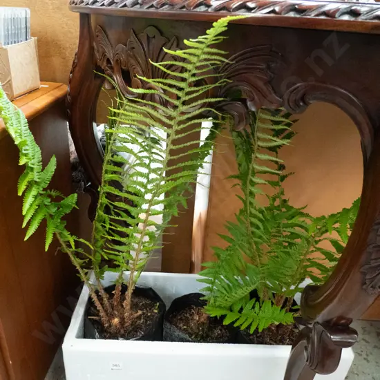 3x tree ferns in planter bags