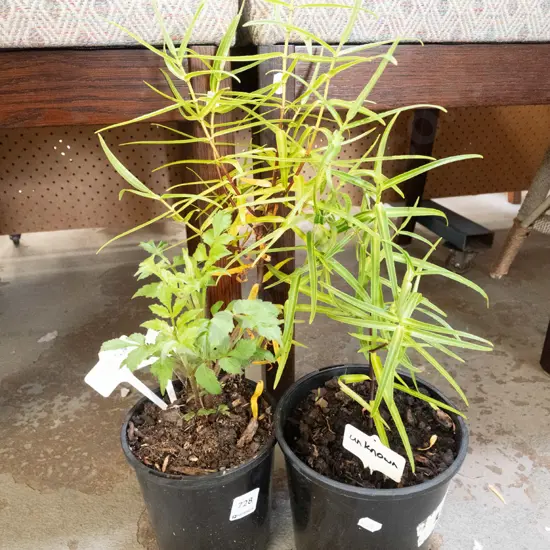 potted hebes, dahlias