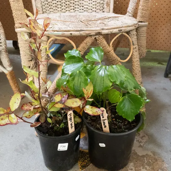 potted pepper, potted kawakawa