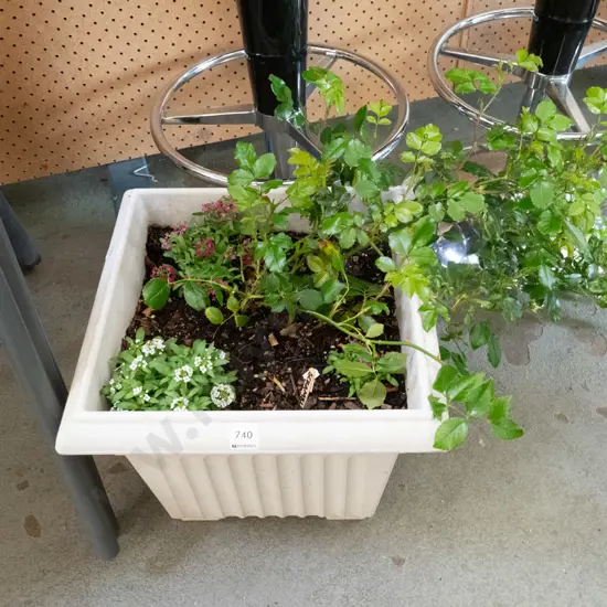 rambling rose in plastic planter