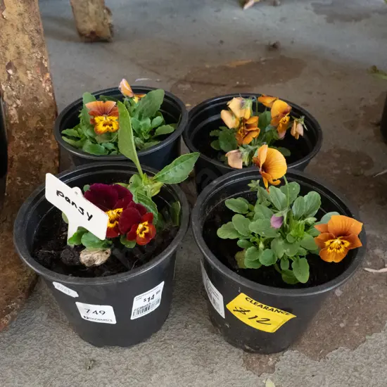 4x potted pansies