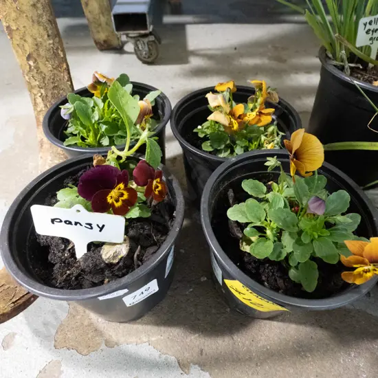 4x potted pansies