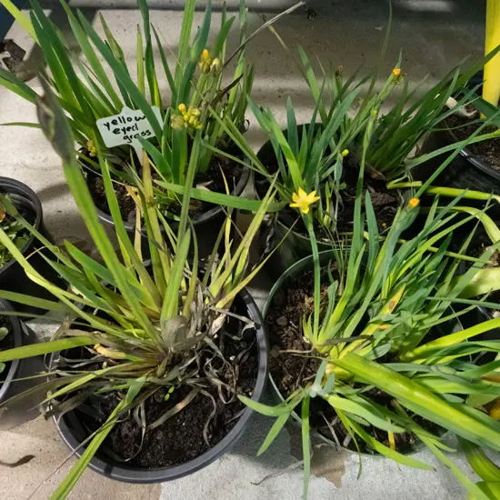 4x potted yellow eyed grasses