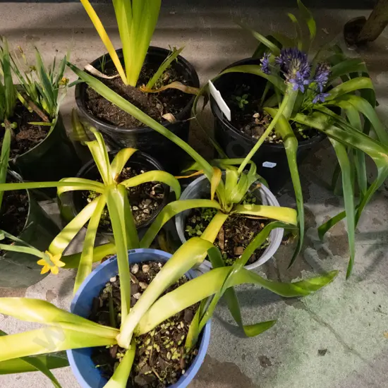 5x potted agapanthus