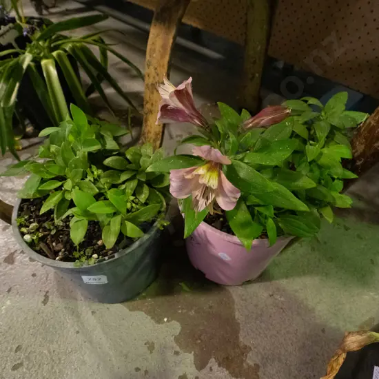 2x potted Alstroemeria