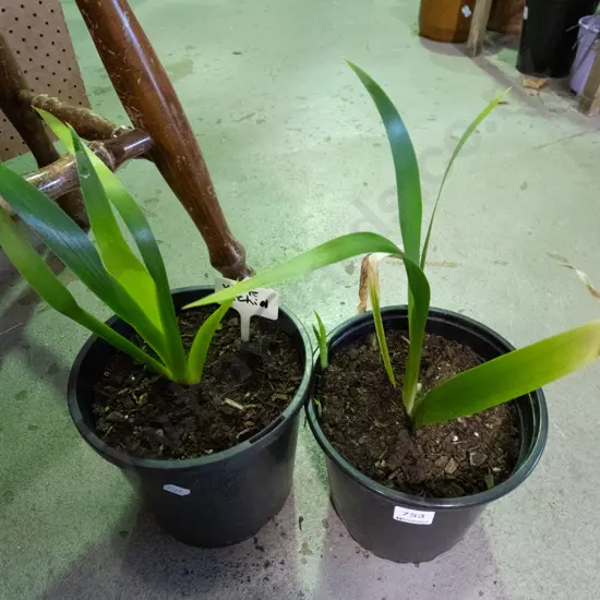 2x potted white orchids