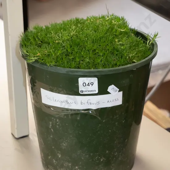 potted pin cushion plant