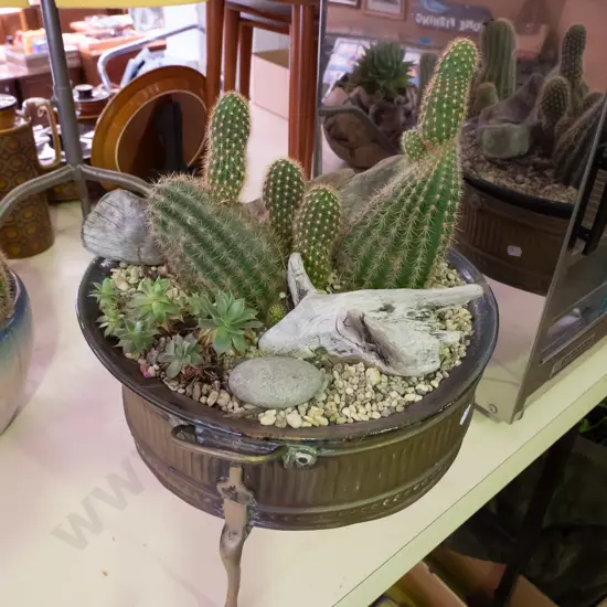 cacti in ceramic and brass jardiniere