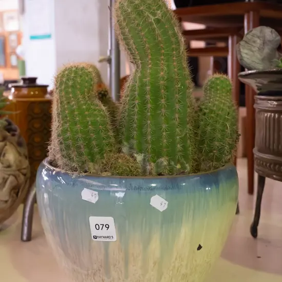 cacti in glazed planter