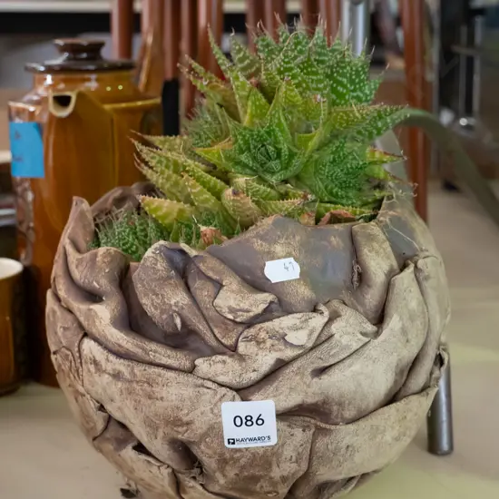 succulent in pottery planter