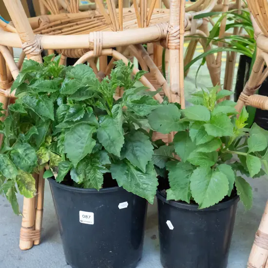2x dahlias in plastic planters