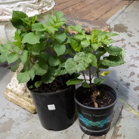 2x potted dahlias