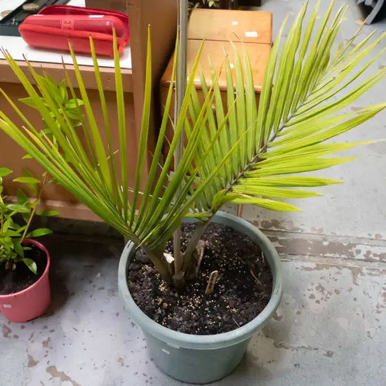 potted nikau palm Plant H-700