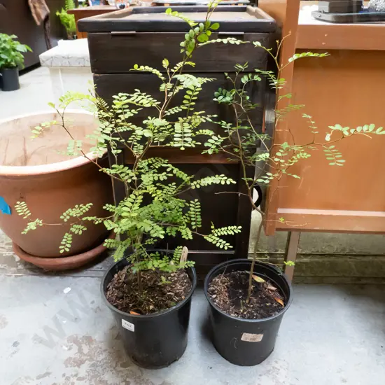 2x potted kowhai