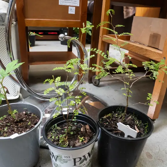 2x potted kowhai, 1x tree peony