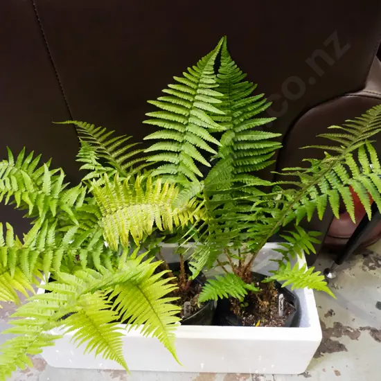 3x pungas in plastic bags