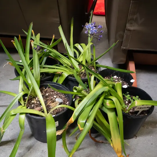 6x potted agapanthus
