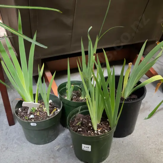 4x potted irises