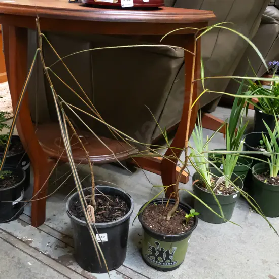 2x potted lancewoods