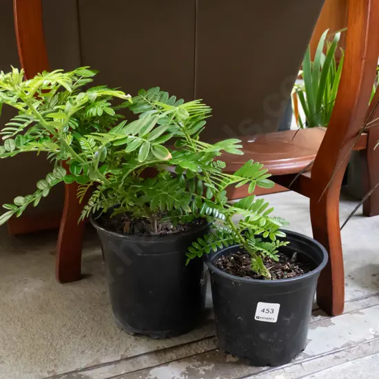 2x potted kakas beaks