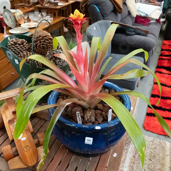 bromeliad in blue planter