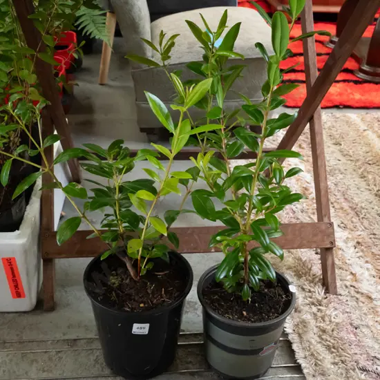 2x potted pohutakawa