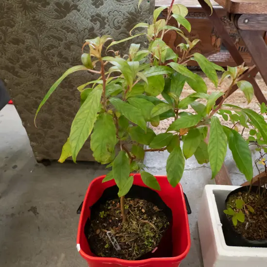 kotukutuku in planter with red bucket