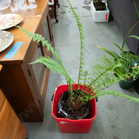 punga in planter bag and bucket