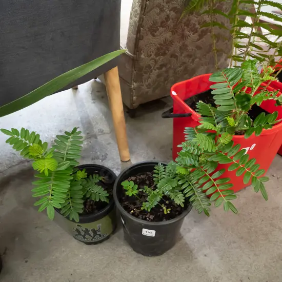 2x potted kakas beaks