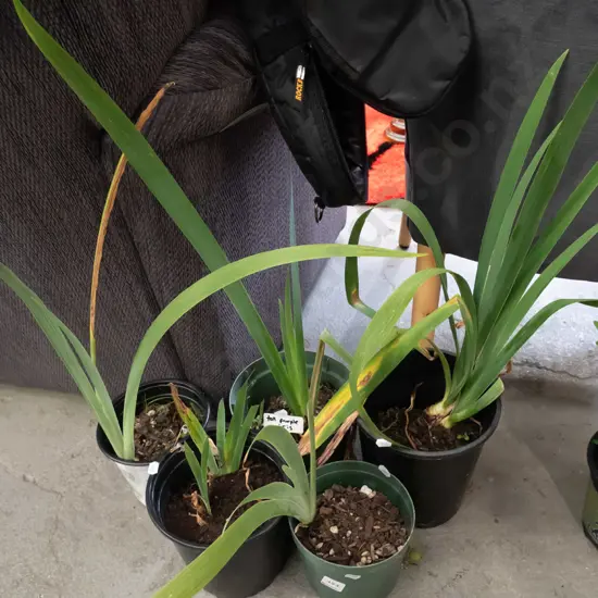 5x potted purple irises