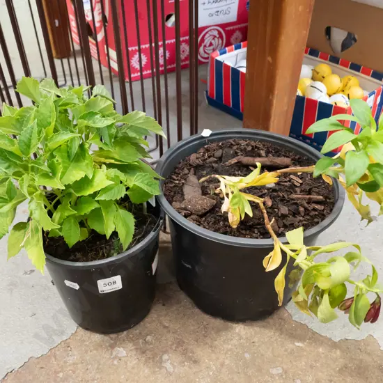 potted dahlia, astroemeria