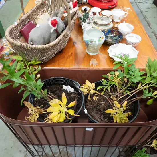 2x potted alstroemeria