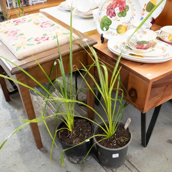 2x potted cabbage trees
