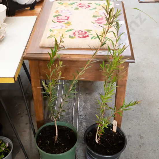 2 x potted bottle brushes