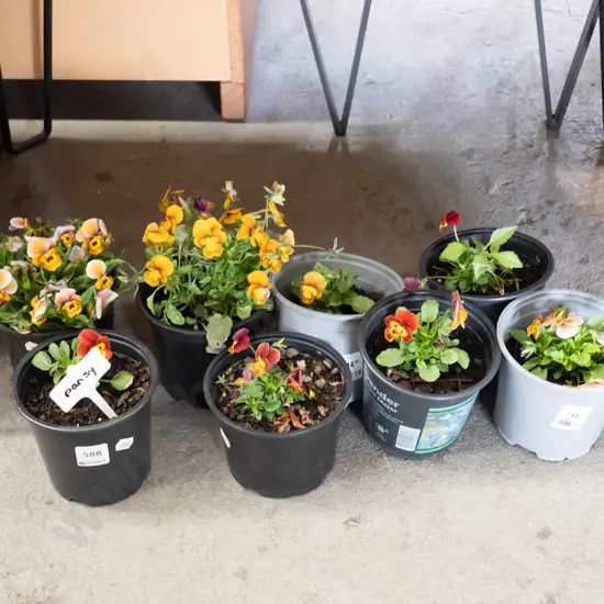 8x potted pansies