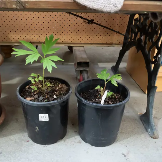 2x potted tree peonies