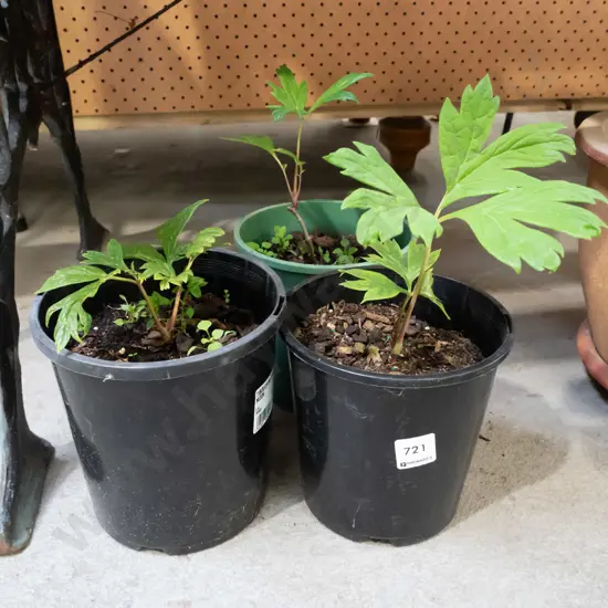 3x potted tree peonies