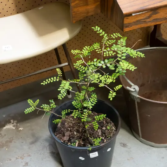 potted kowhai