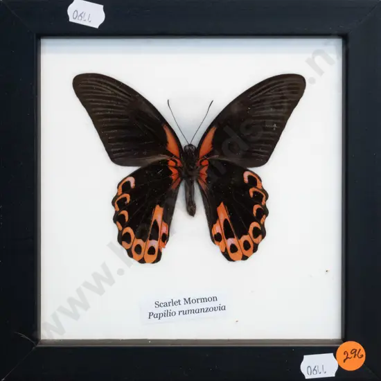 framed Scarlet Mormon butterfly - frame is H-185 W-185