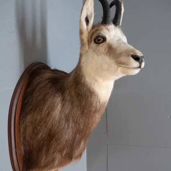 taxidermy chamois head mounted to timber board H600 W300