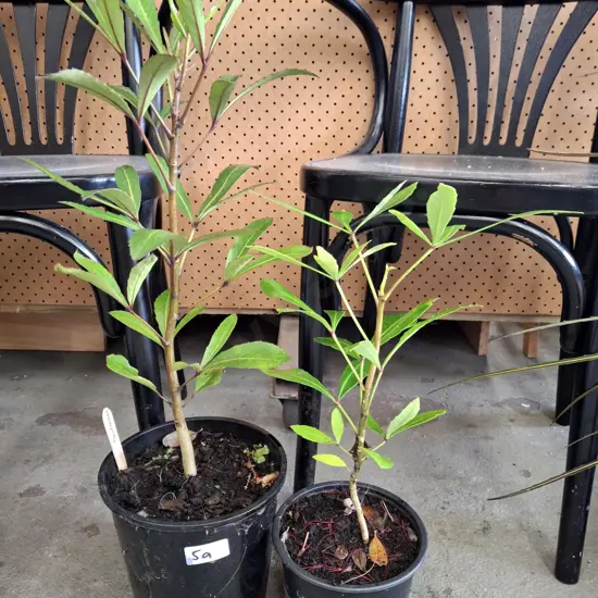 2x potted pseudopanax