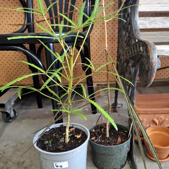2x potted lancewoods