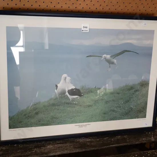 framed albatross print