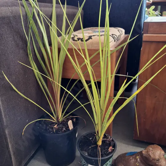 2x potted cabbage trees