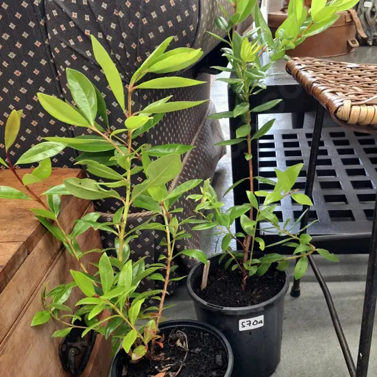 2x potted pohutukawa